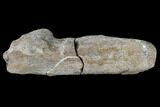 Dinosaur Spinal Process - Aguja Formation, Texas #116733-1